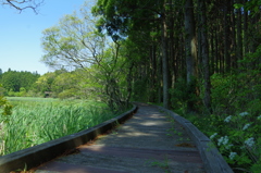 隠岐の島ジオパーク5