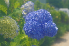 紫陽花
