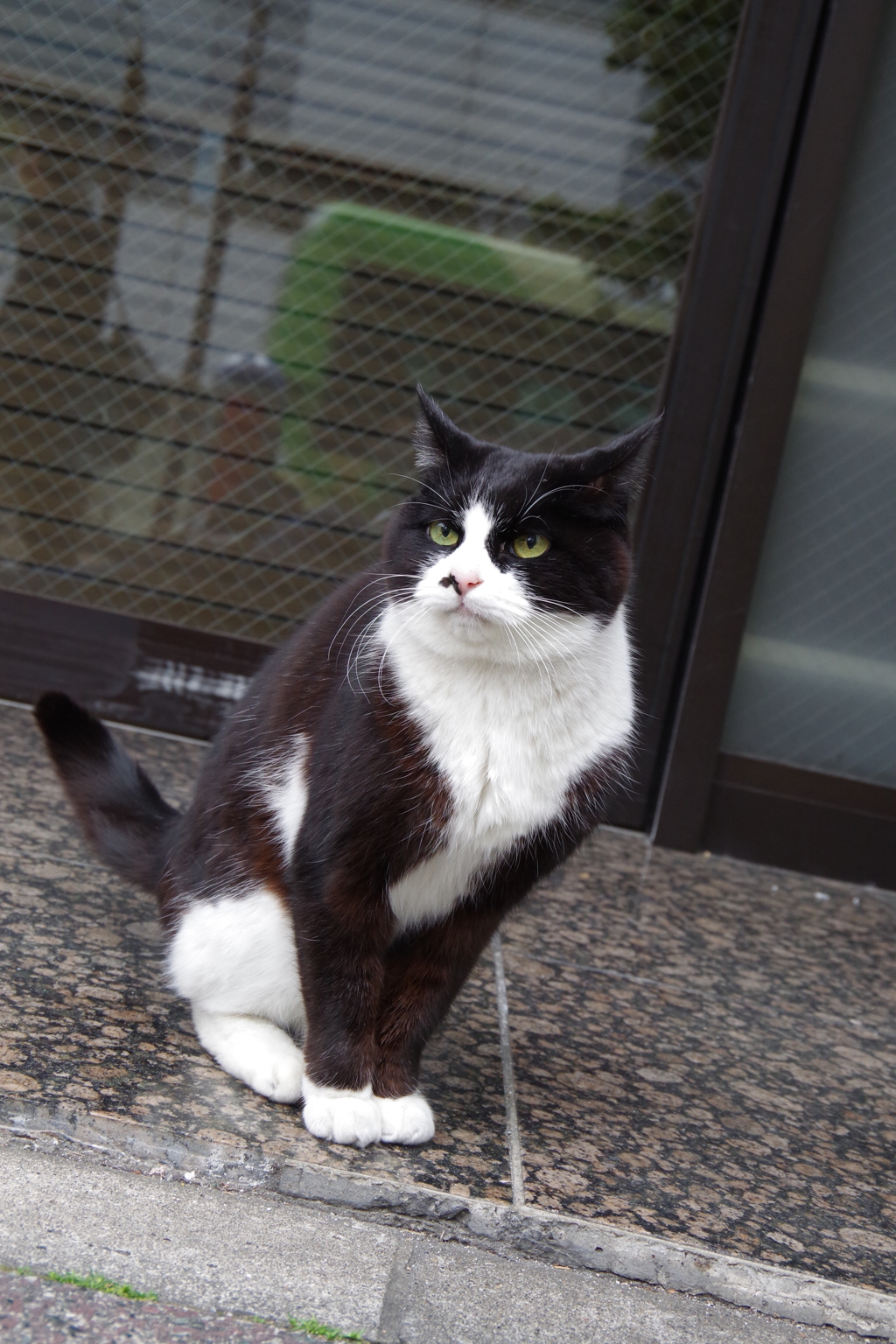 東京の猫たん(追加投稿)