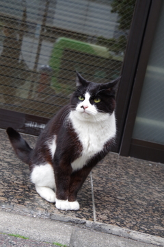 東京の猫たん(追加投稿)