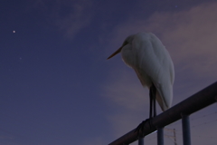 お眠ですか？(*´-`)