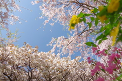 京都 原谷苑3