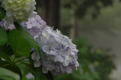 山の紫陽花