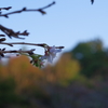二季咲き桜