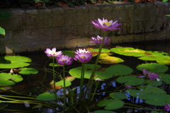 京都府立植物園～睡蓮～