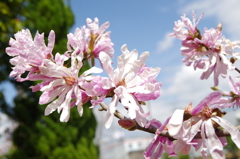 お花....