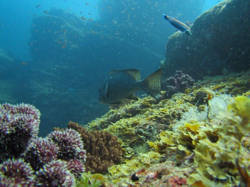 コショウダイ