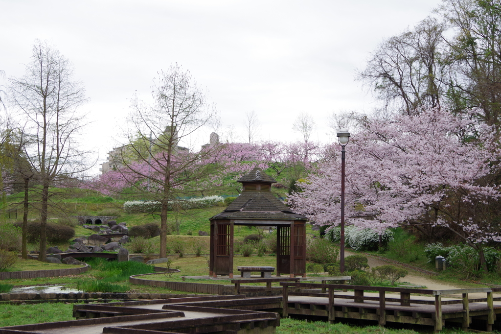 寺ヶ池公園2