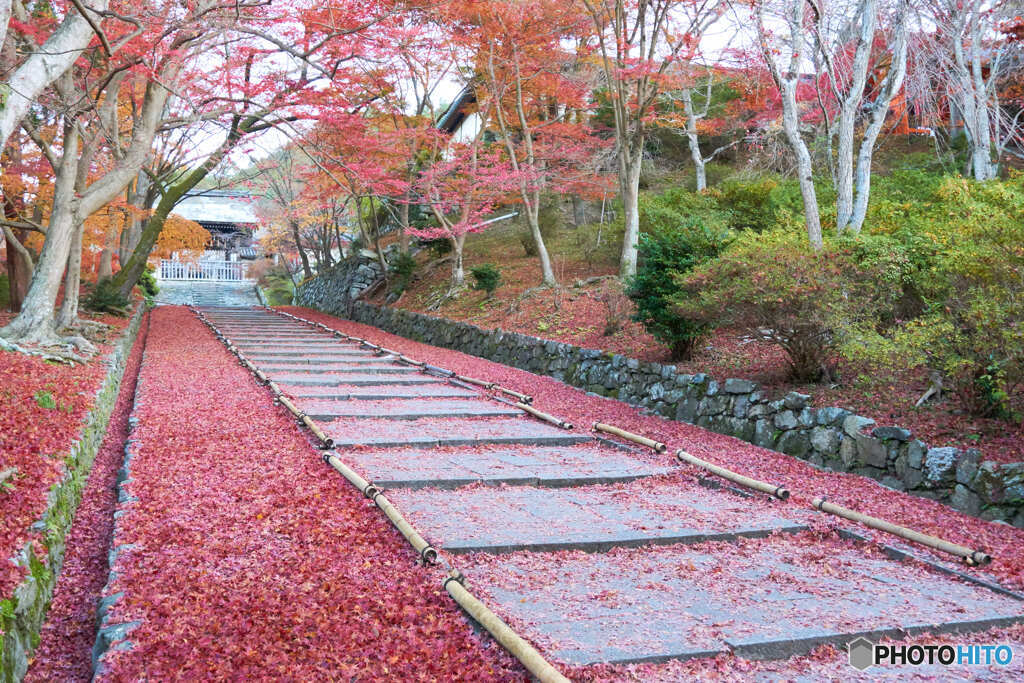 毘沙門堂　敷紅葉１