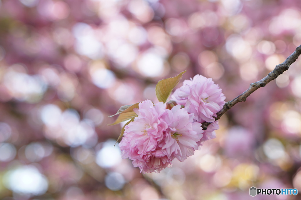 光のボールと桜のボール