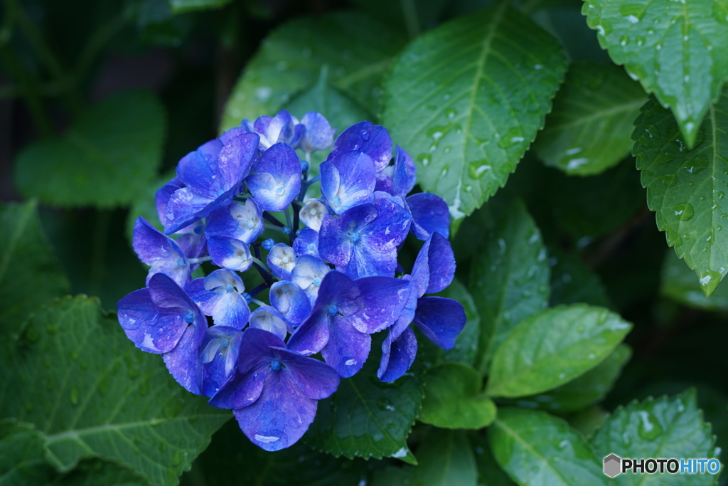 雨上がりの紫陽花