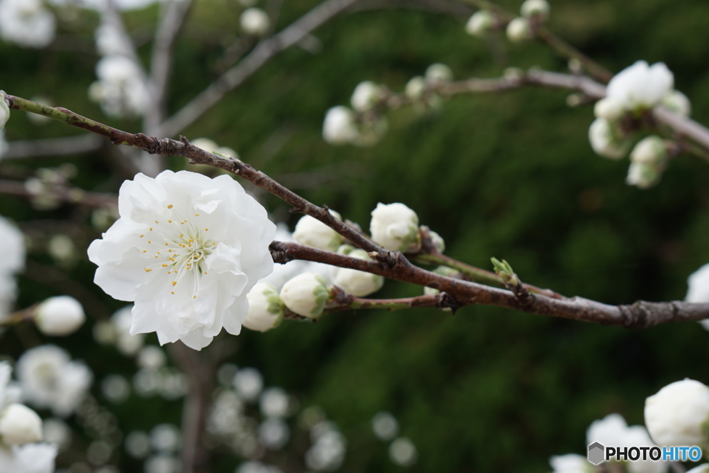 つぼみの中の花一輪