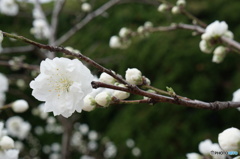 つぼみの中の花一輪