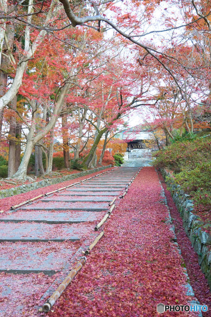 毘沙門堂　敷紅葉２