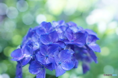 青の紫陽花