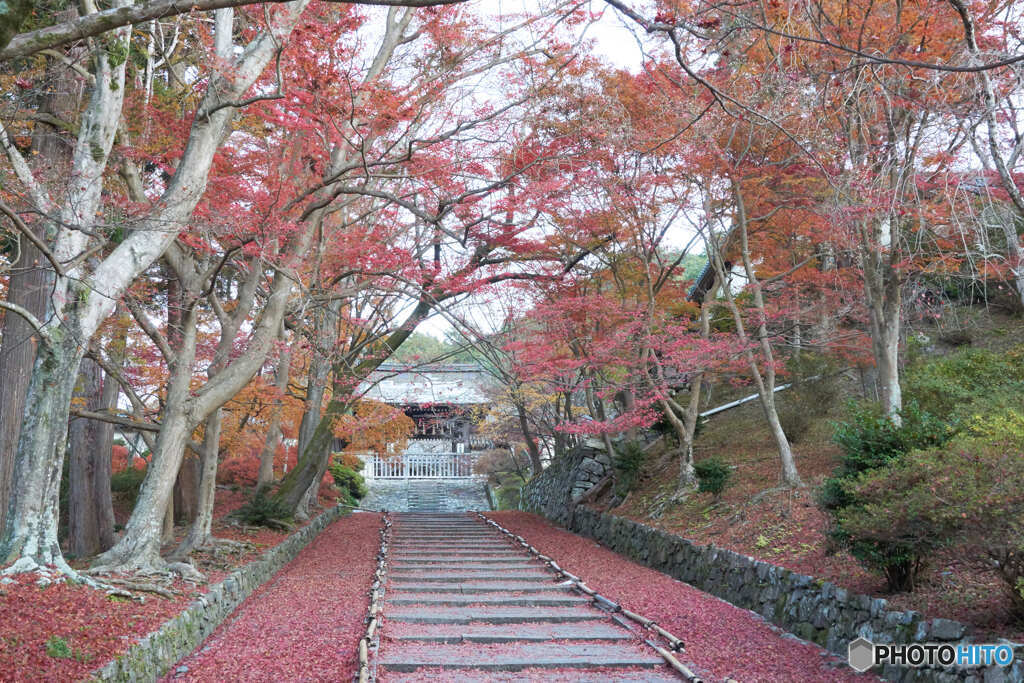 毘沙門堂　敷紅葉３