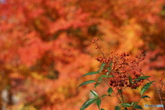 赤と紅の競演