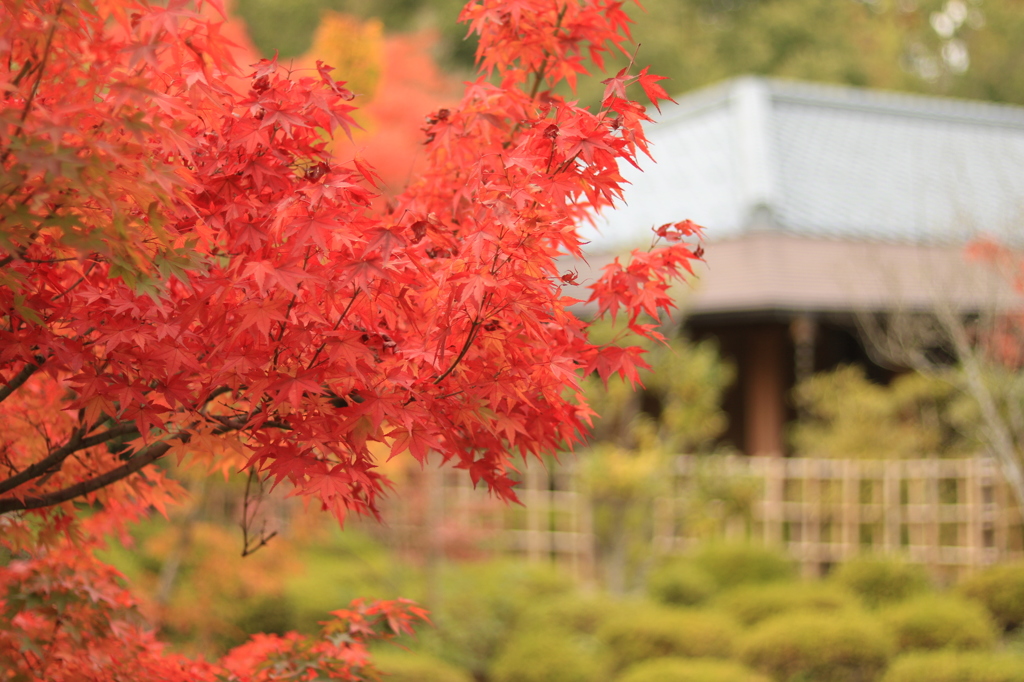 紅葉