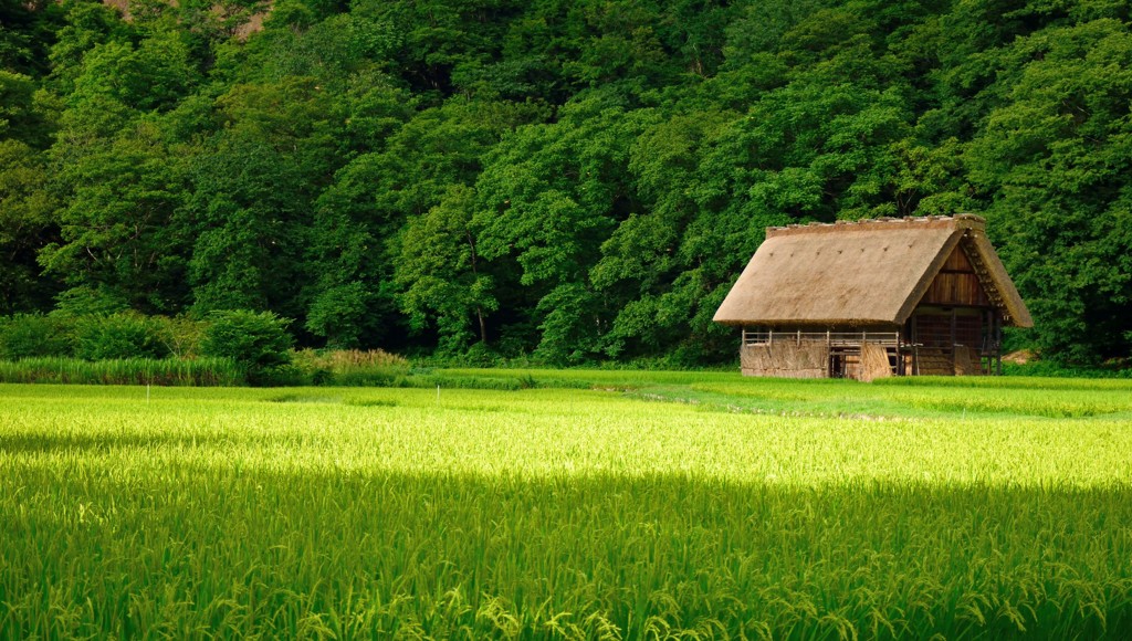 白川郷の田んぼ