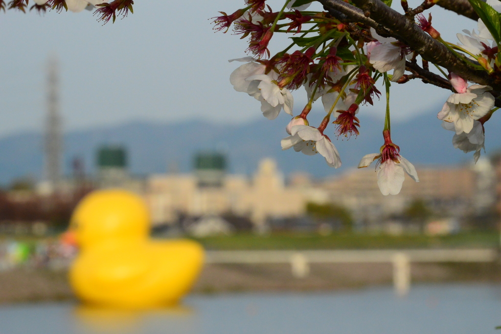 桜と一緒に