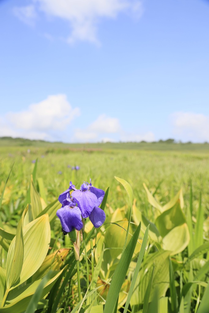雨竜沼湿原のお花
