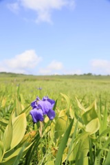 雨竜沼湿原のお花