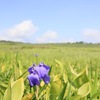 雨竜沼湿原のお花