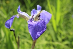 雨竜沼湿原のお花③