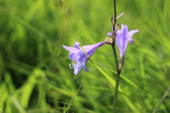 雨竜沼湿原のお花②
