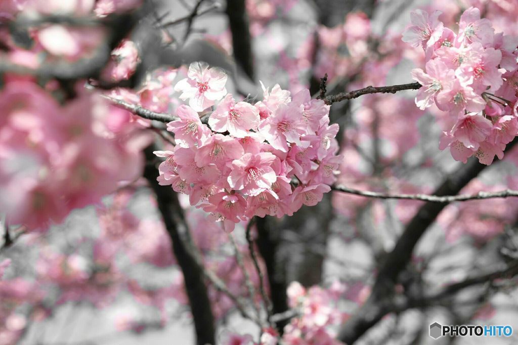 pink