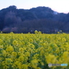 nanohanabatake