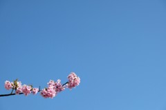 蒼天井