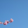 蒼天井