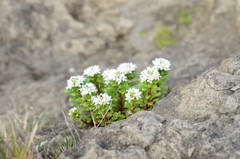 岩間の花