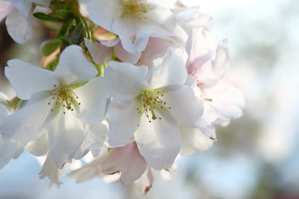 白Sakura
