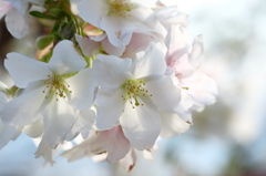 白Sakura