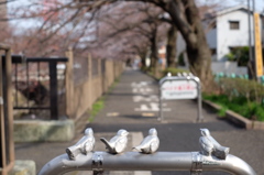 お花見待ち