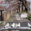 お花見待ち