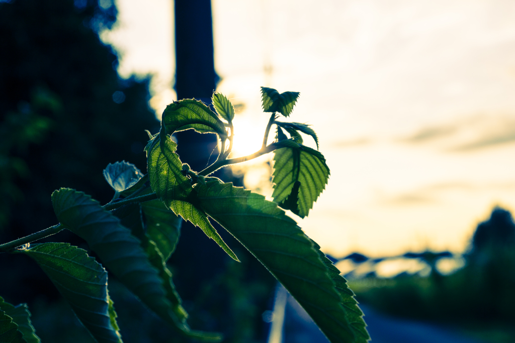 植物