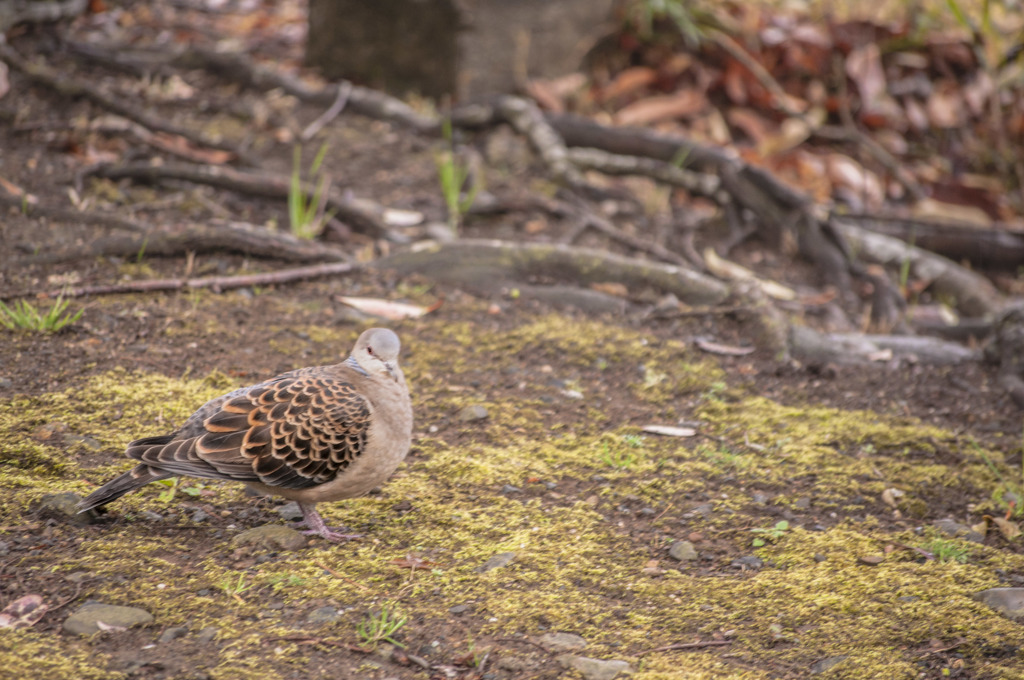 鳩