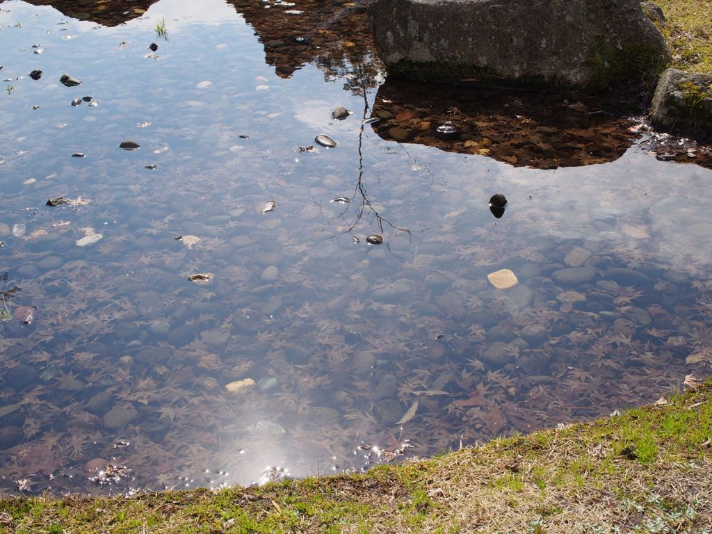 水面下の紅葉