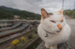 睨む猫