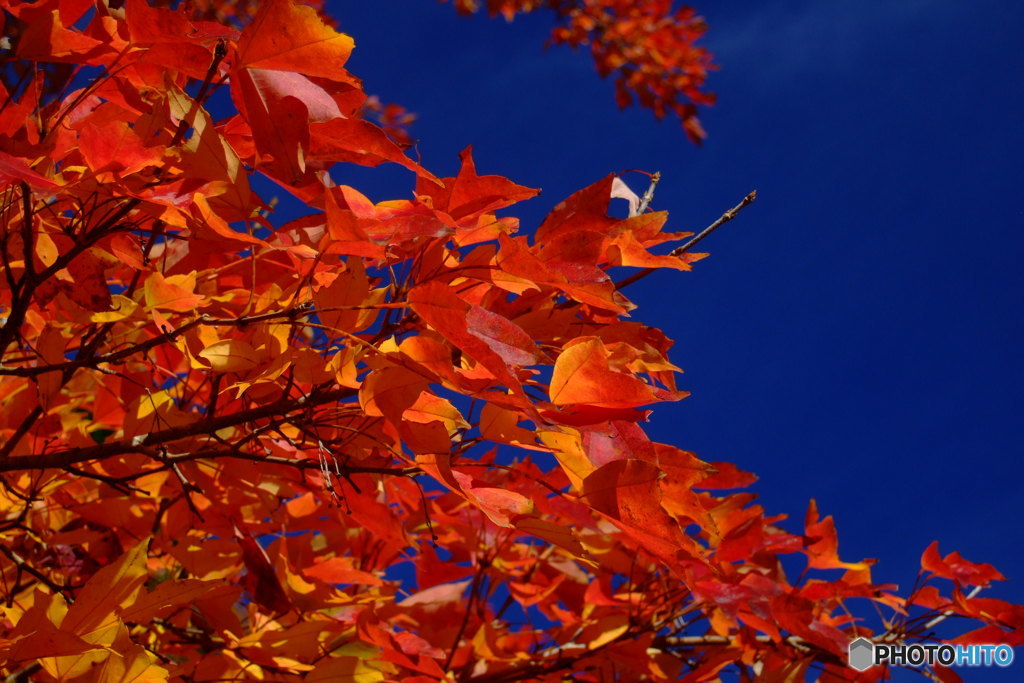 紅葉と青空