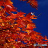 紅葉と青空