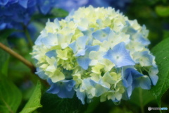 紫陽花2017-2