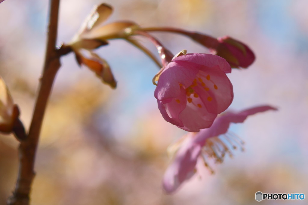 sakura