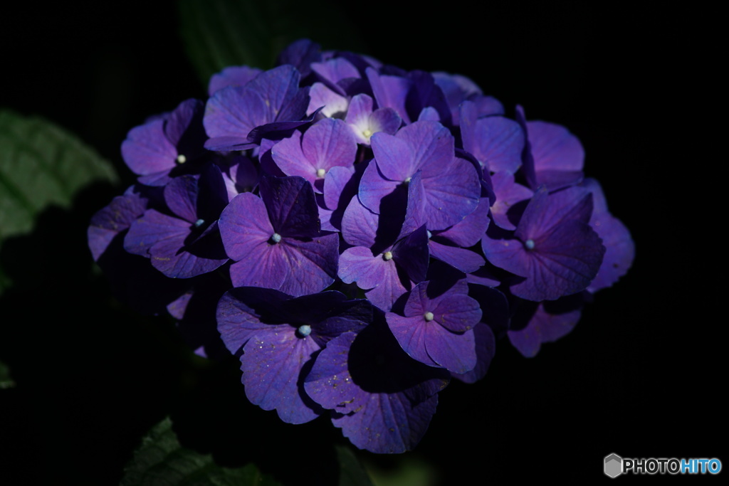 紫陽花2017inひたち海浜公園