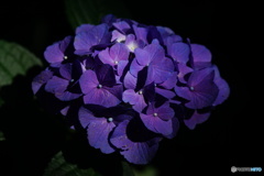 紫陽花2017inひたち海浜公園
