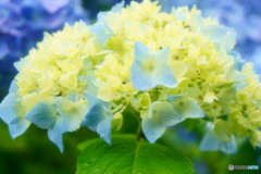 紫陽花2017