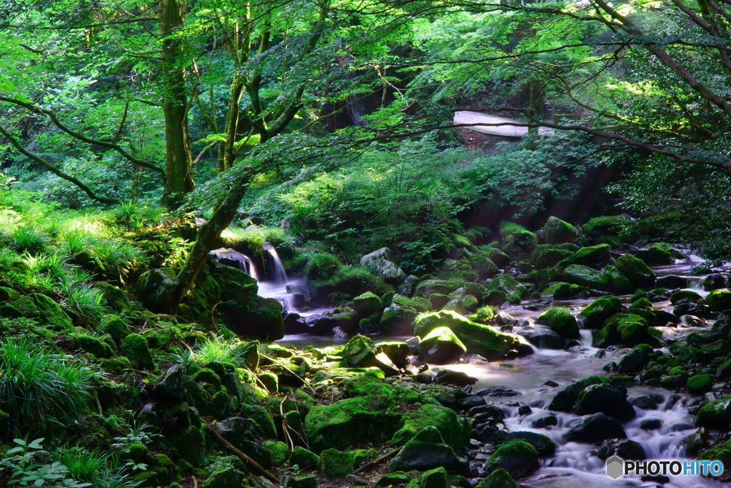 花園神社_夏